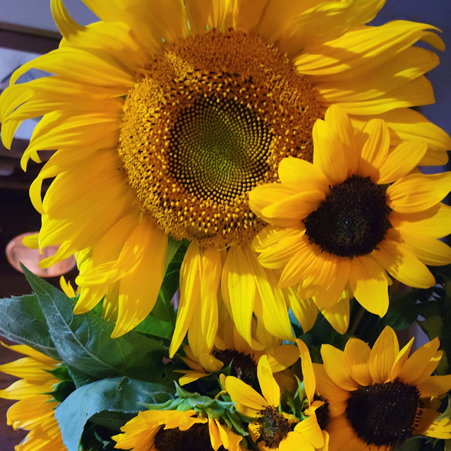 Sunflower Season – Stacy Family Farm